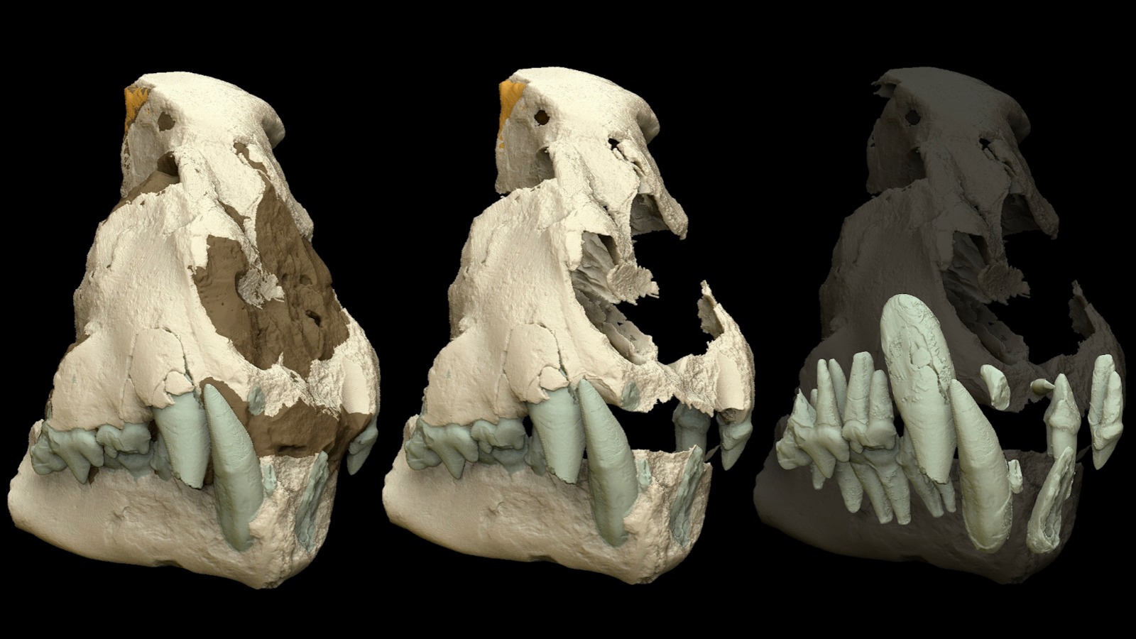 3D models of the giant cheetah Acinonyx pardinensis skull (Early Pleistocene, Monte Argentario)