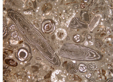 Thin section of limestone rich in porcellaneous foraminifera from Castell de Tavertet (Catalonia, Spain), with Alveolina aff. fusiformis, Idalina sp., miliolids and Fabularia sp. Middle Eocene, upper Lutetian (biozone SBZ 16 of the Neo-Tethyan Paleogene Shallow Benthics Zonation)