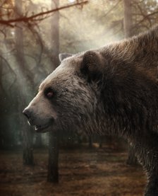 In Italia le prime tracce dell’orso gigante “dal muso corto”