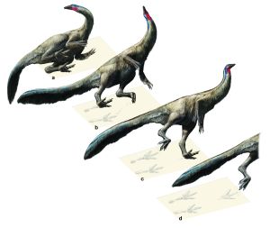 Il dinosauro “gattonante” di Latina: un ‘istante di vita’ del Cretacico descritto dai ricercatori del Dipartimento