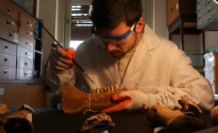 Laboratorio PaleoFactory: preparazione di vertebrati fossili