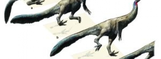 Il dinosauro “gattonante” di Latina: un ‘istante di vita’ del Cretacico descritto dai ricercatori del Dipartimento