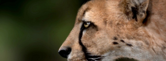 Identikit del ghepardo gigante: identikit del ghepardo gigante