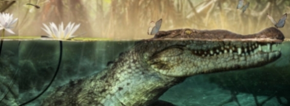 7 milioni di anni fa il coccodrillo africano attraversò l’Atlantico e colonizzò il Nuovo Mondo