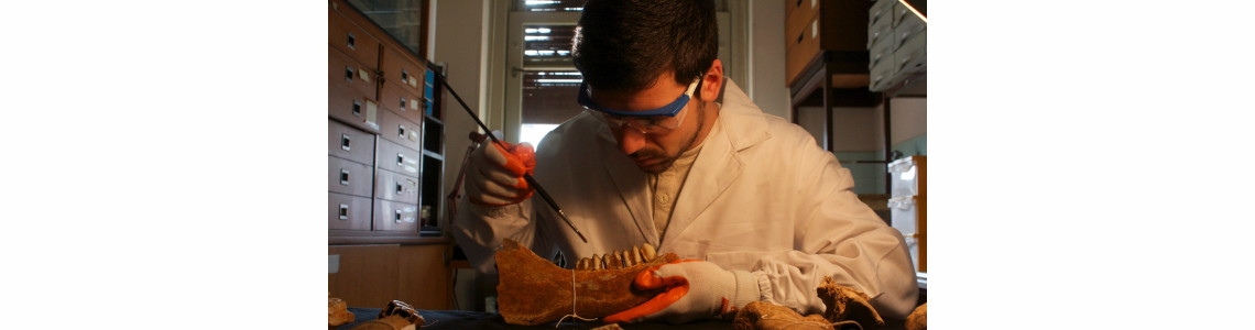 Fossil vertebrates preparation 